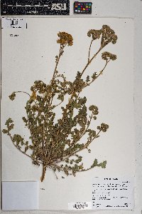 Phacelia crenulata image