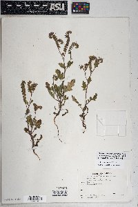 Phacelia crenulata image