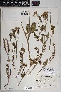 Phacelia crenulata var. ambigua image