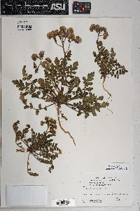 Phacelia crenulata var. ambigua image