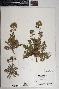 Phacelia crenulata image