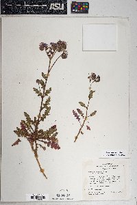 Phacelia crenulata image