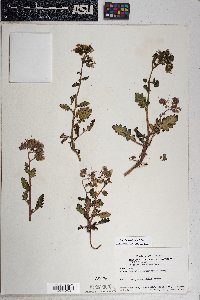 Phacelia crenulata image