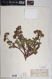 Phacelia crenulata image