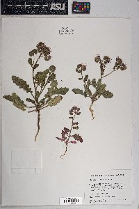 Phacelia crenulata image