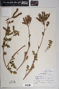 Phacelia crenulata image