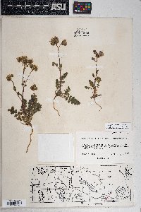 Phacelia crenulata image