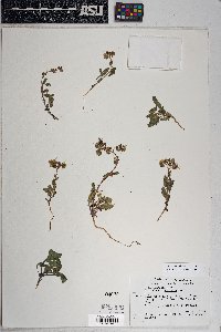 Phacelia crenulata image