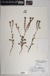 Phacelia crenulata var. ambigua image