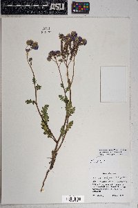 Phacelia crenulata image