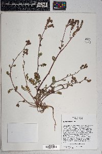 Phacelia crenulata image