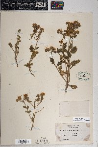 Phacelia crenulata image