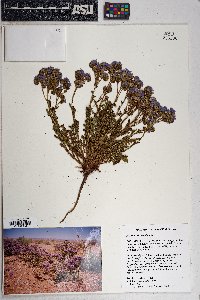 Phacelia crenulata image