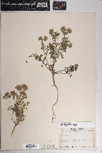 Phacelia distans image