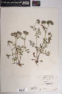 Phacelia distans image