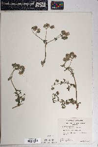 Phacelia distans image