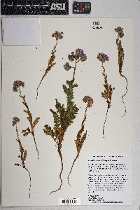 Phacelia crenulata image