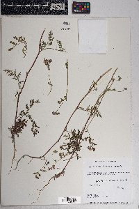 Phacelia distans image