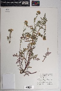 Phacelia distans image