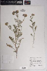 Phacelia distans image