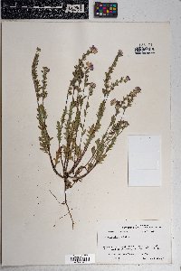 Phacelia hirsuta image