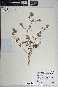 Phacelia crenulata image