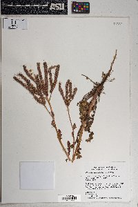 Phacelia crenulata image