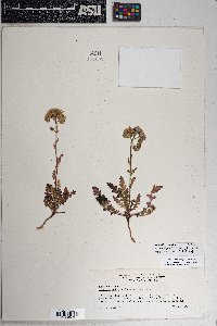 Phacelia crenulata image