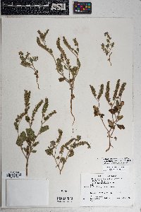 Phacelia crenulata image