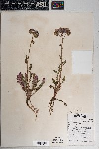 Phacelia crenulata image