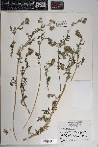 Phacelia distans image