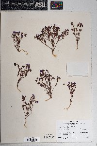 Phacelia pulchella image