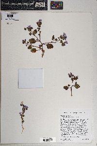 Phacelia pulchella image