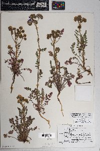 Phacelia crenulata image