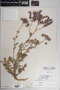 Phacelia crenulata var. ambigua image