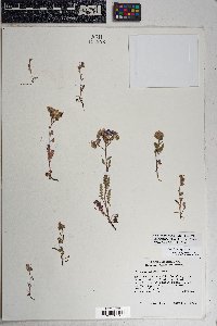 Phacelia crenulata var. ambigua image