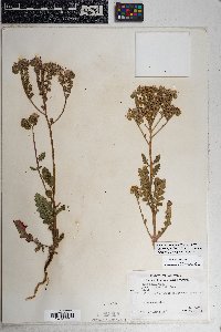 Phacelia crenulata var. ambigua image