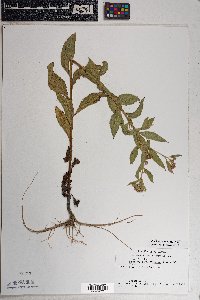 Pluchea odorata image