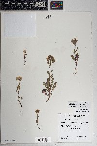 Phacelia crenulata image