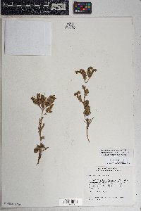 Phacelia crenulata image