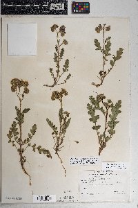 Phacelia crenulata image