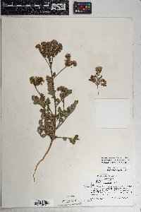 Phacelia crenulata var. ambigua image