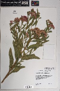 Pluchea odorata image