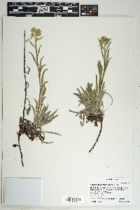 Oreocarya suffruticosa image