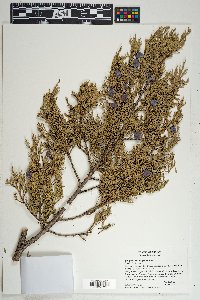 Juniperus deppeana image