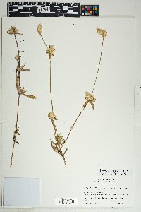 Gomphrena sonorae image