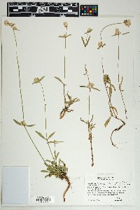 Gomphrena sonorae image