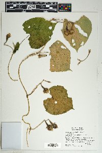 Ipomoea pedicellaris image