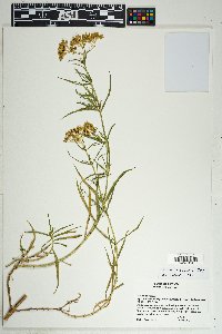 Flaveria robusta image