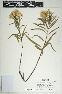 Baccharis salicifolia image